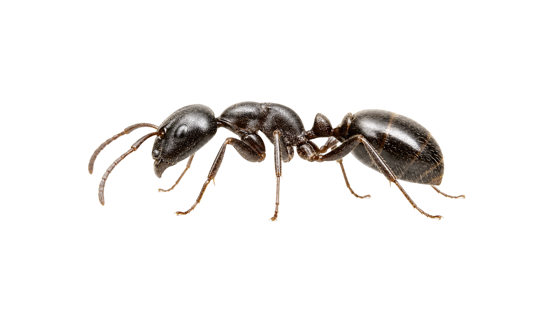 Ants close-up image