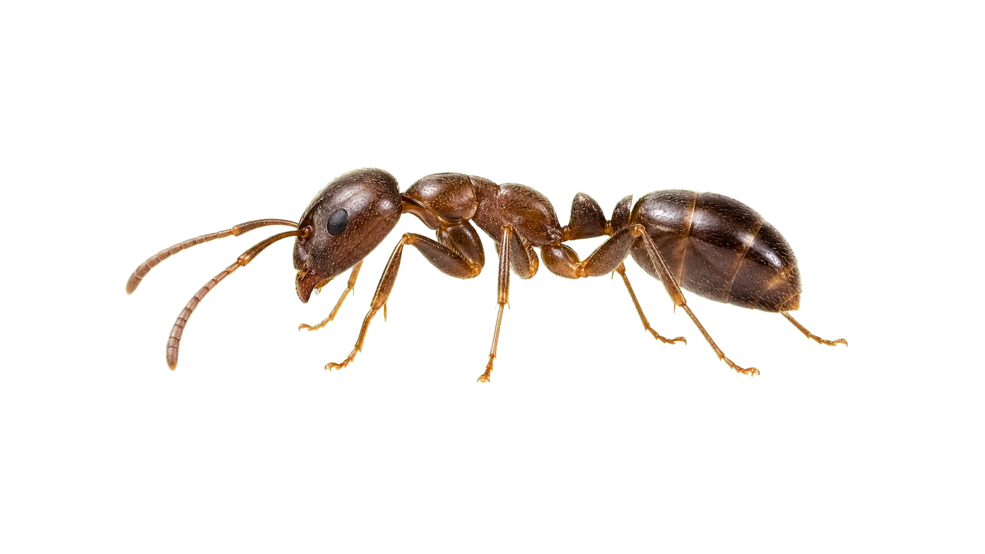 Argentine Ants , common residential pest