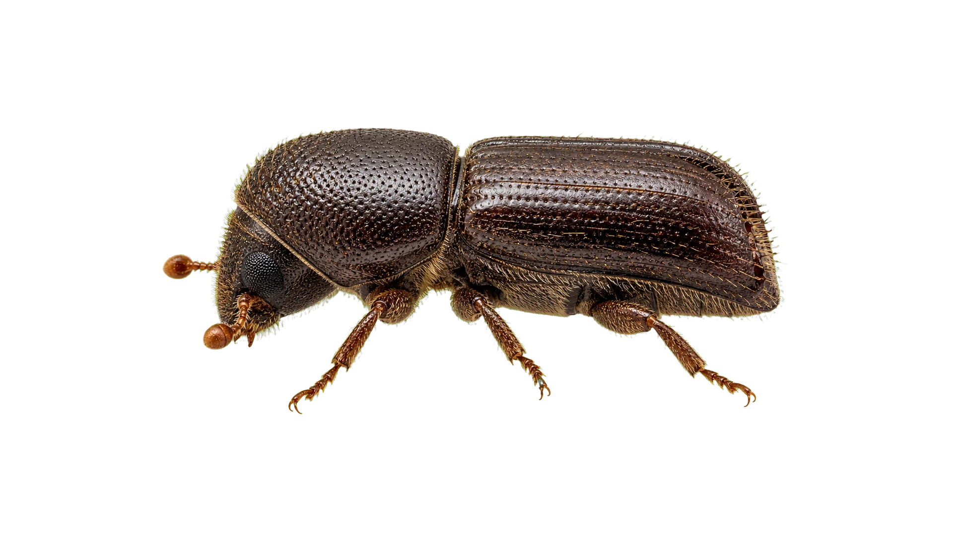 Bark Beetles , common residential pest