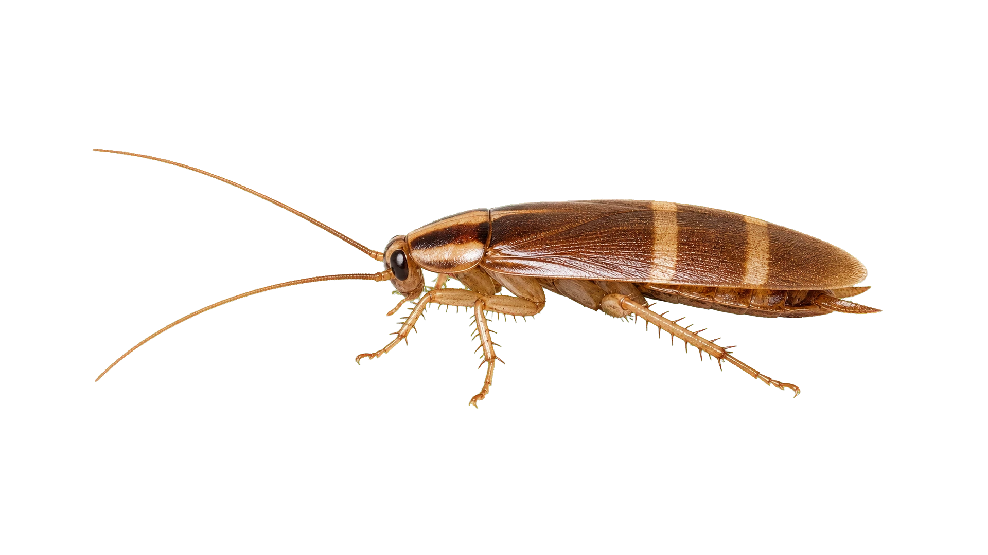 Brown-Banded Cockroaches , common residential pest