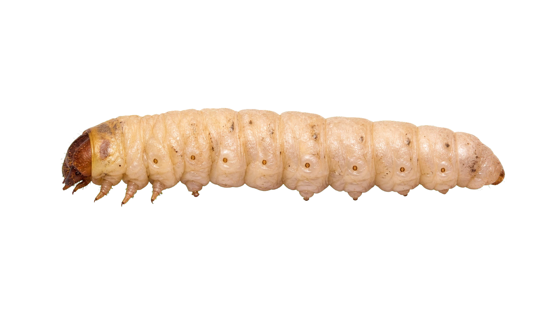 Carpenter Worms , common residential pest