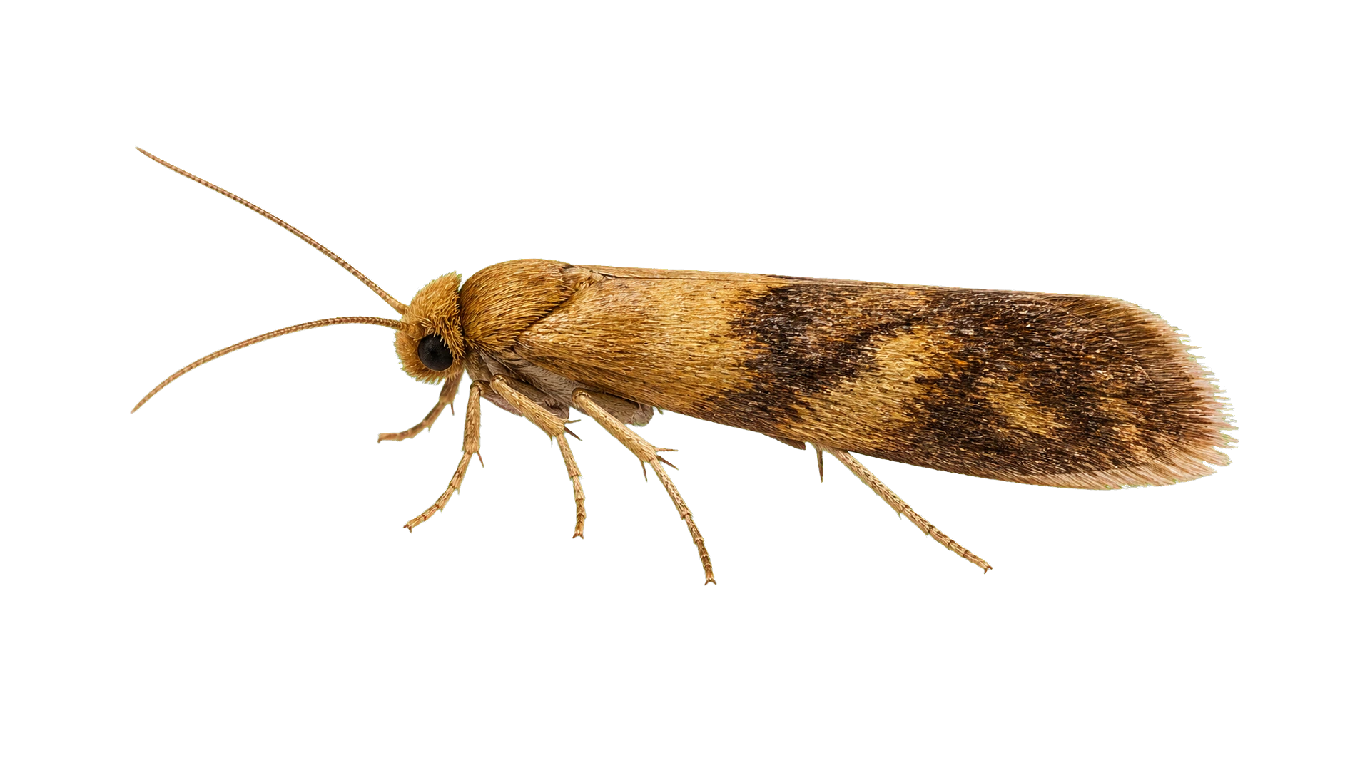 Carpet Moths , common residential pest