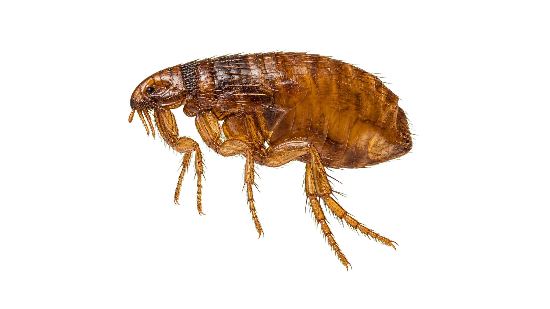 Cat Fleas , common residential pest
