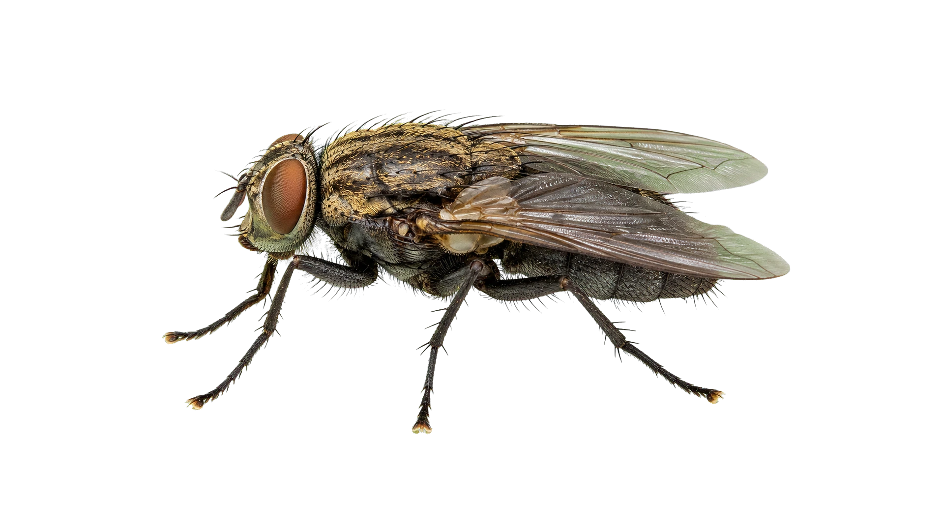 Cluster Flies , common residential pest