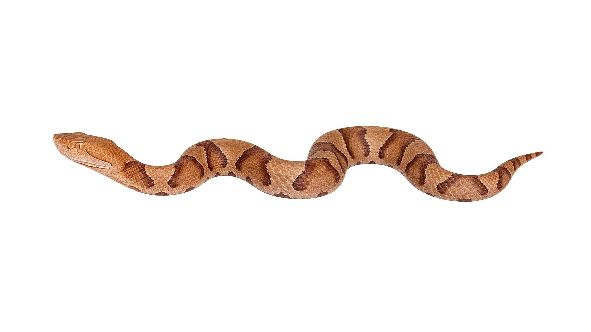 Copperheads , common residential pest