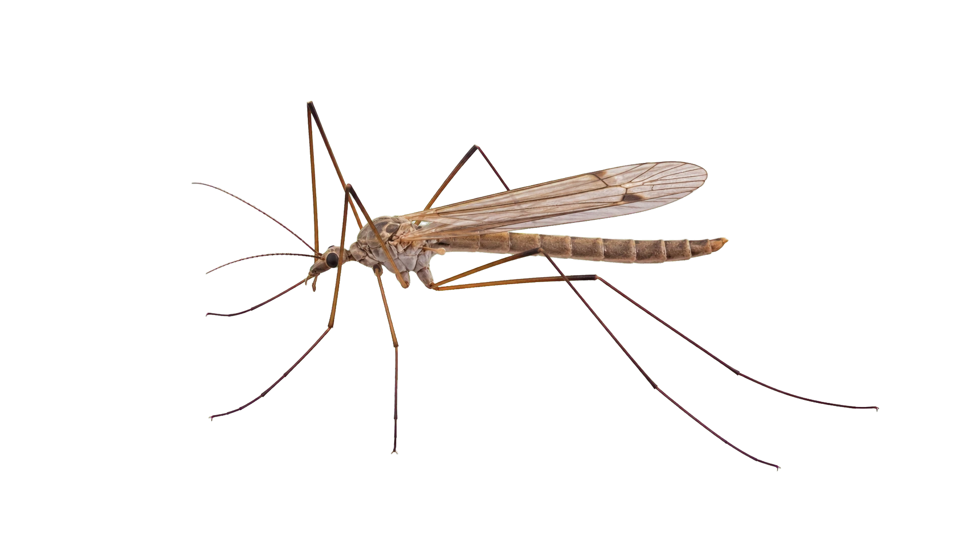 Crane Flies , common residential pest