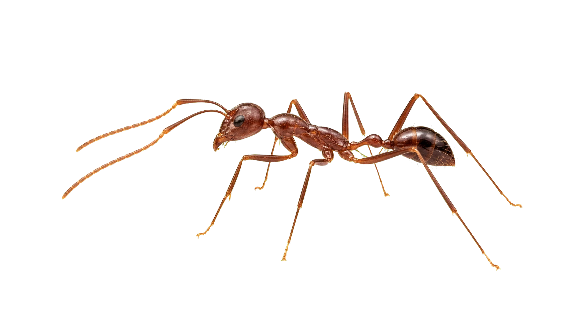 Crazy Ants , common residential pest