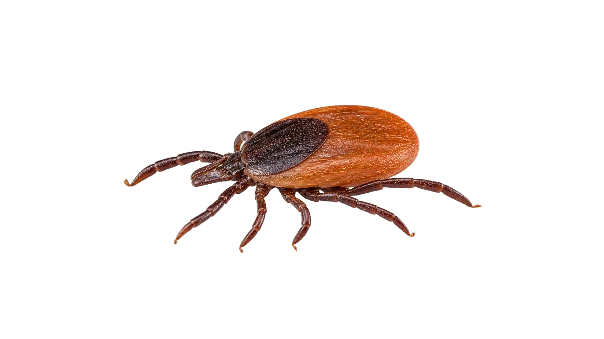 Deer Ticks , common residential pest