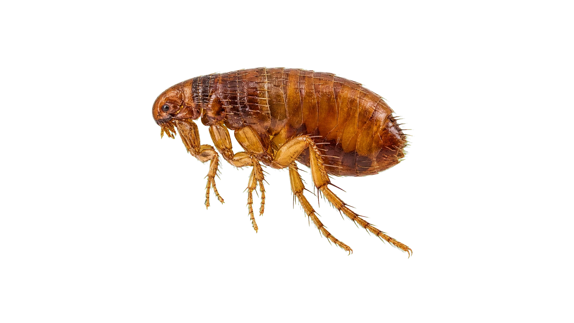 Dog Fleas , common residential pest