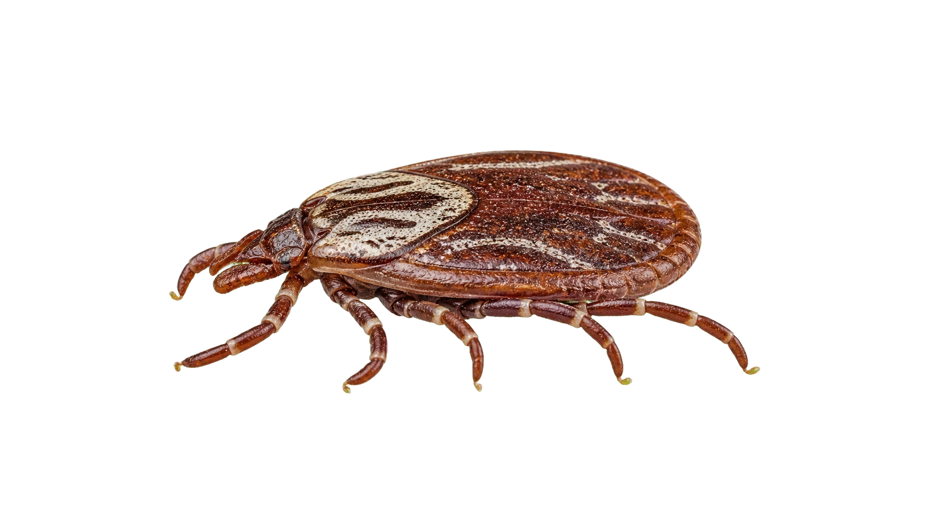 Dog Ticks , common residential pest