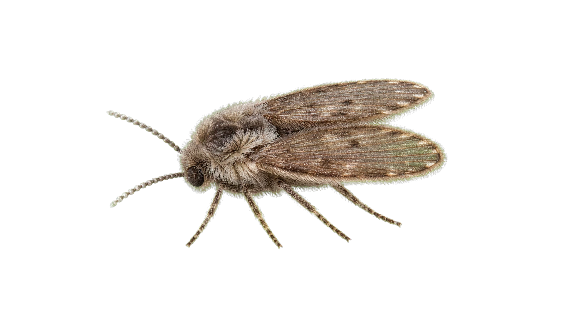 Drain Flies , common residential pest
