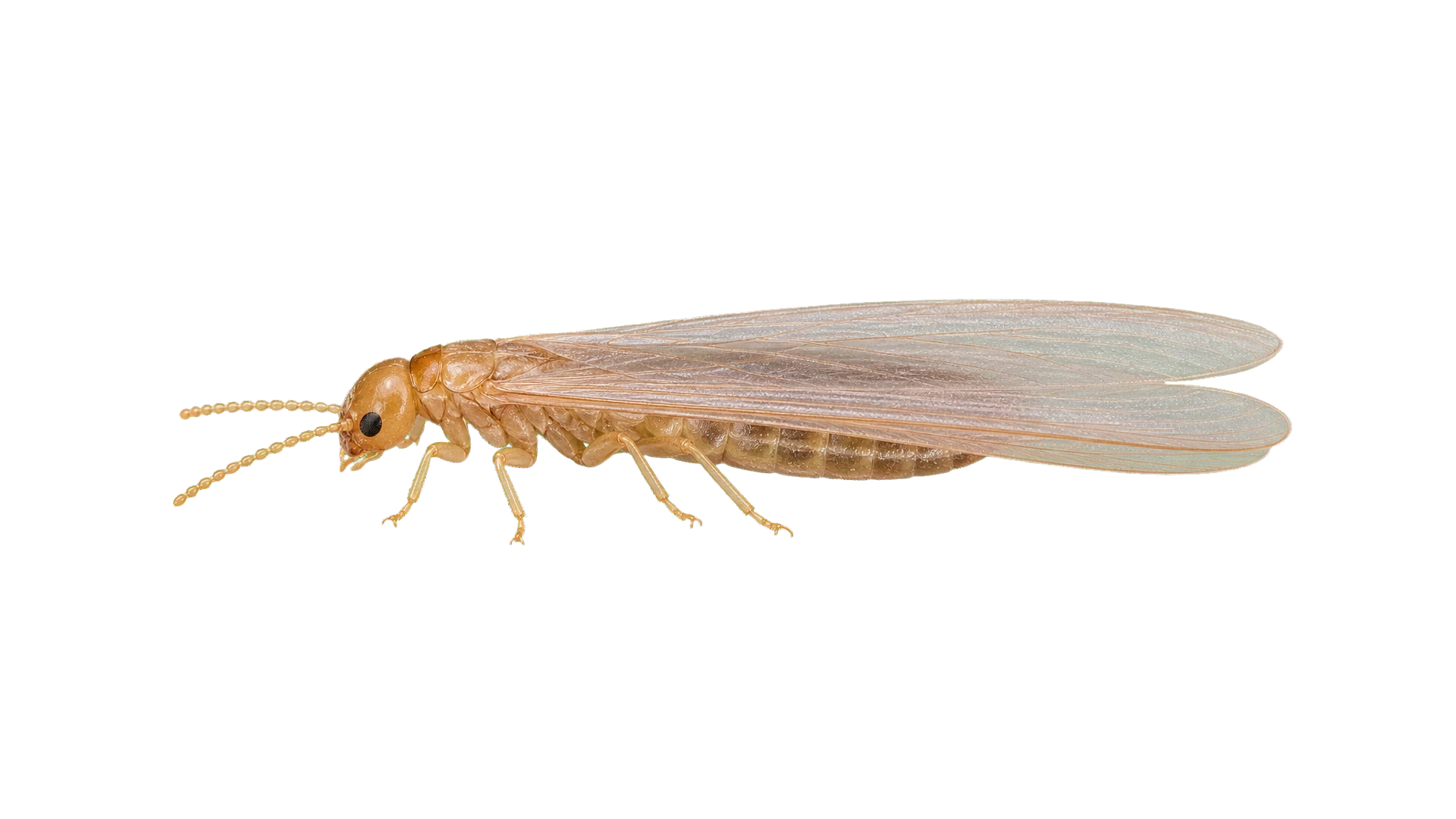 Drywood Termites , common residential pest