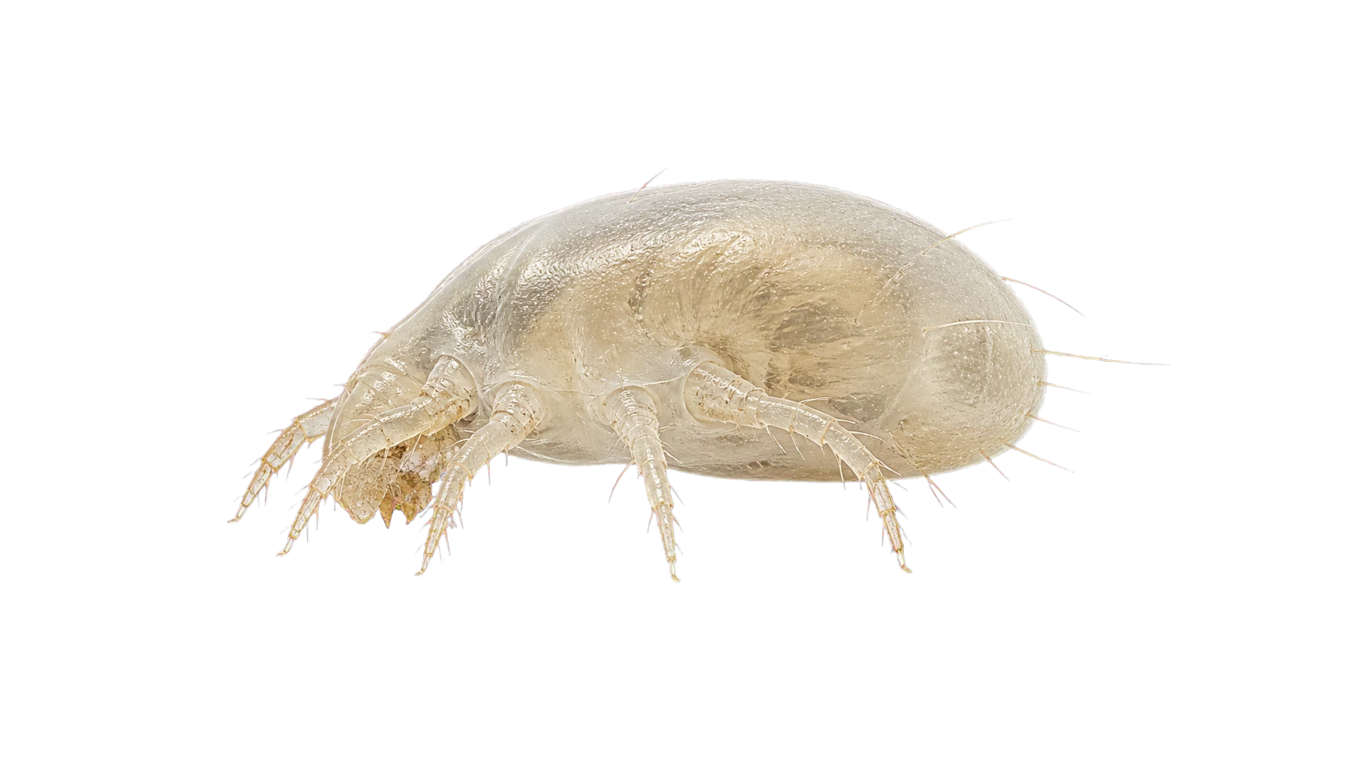 Dust Mites , common residential pest