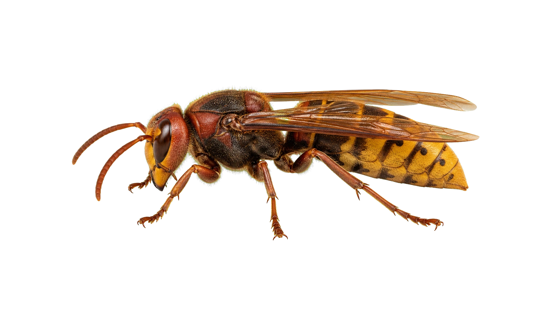 European Hornets , common residential pest
