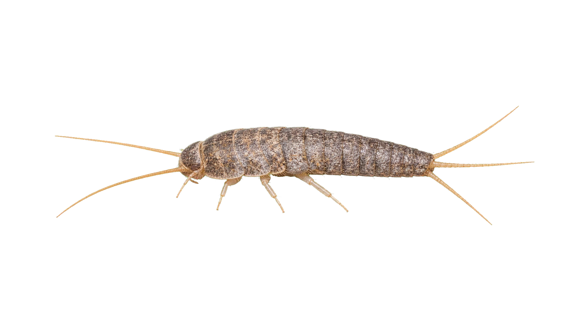 Firebrats , common residential pest