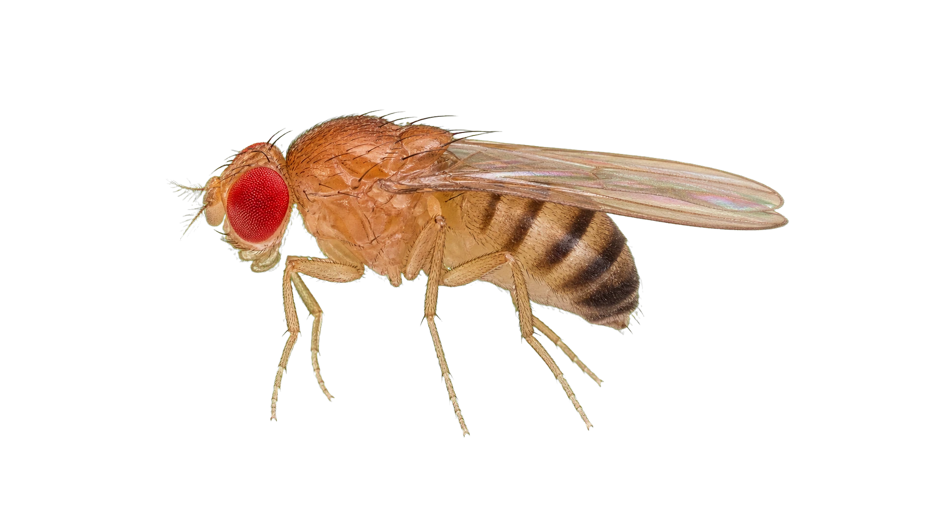 Fruit Flies , common residential pest