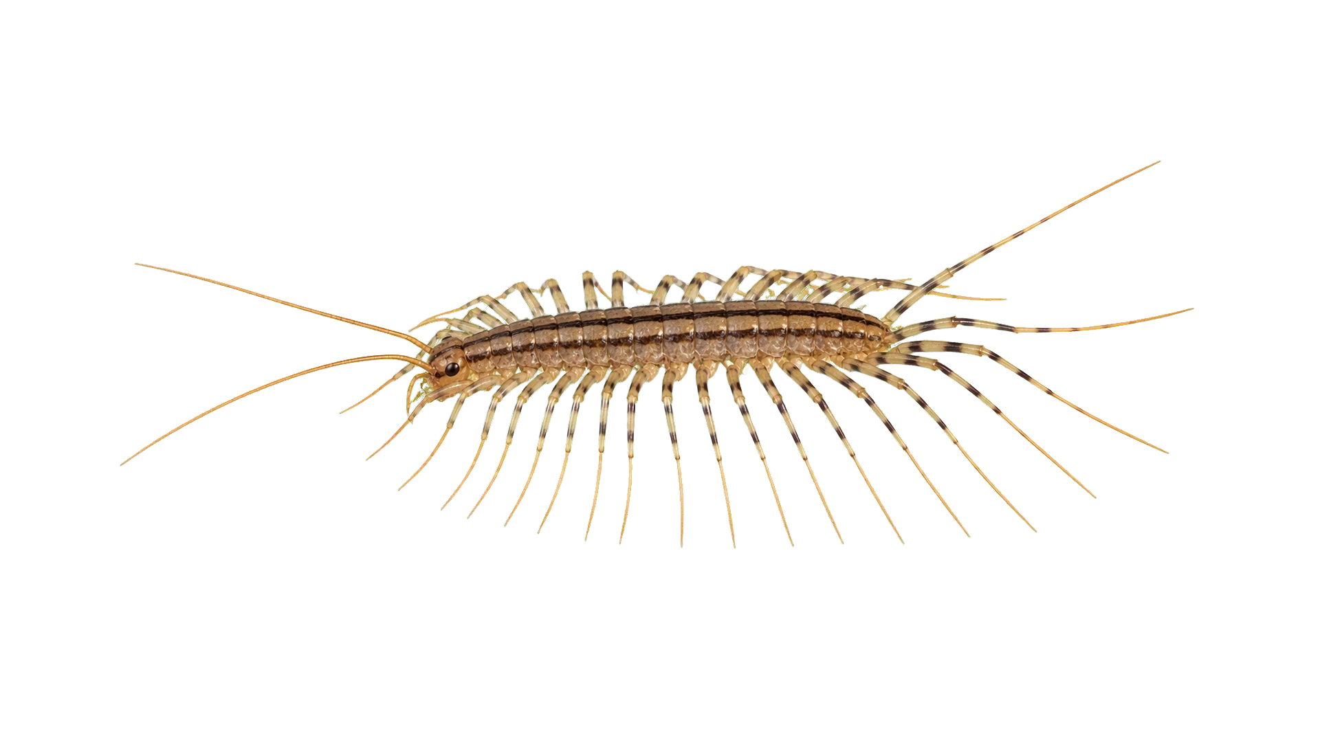House Centipedes , common residential pest