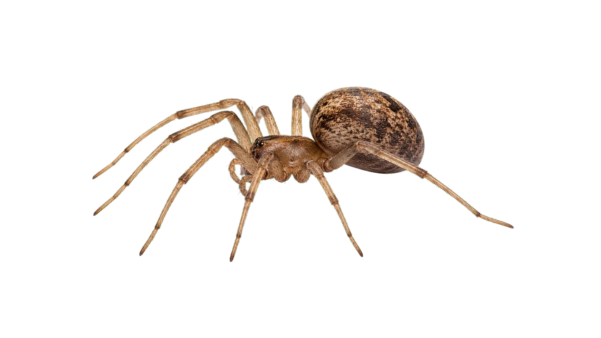 House Spiders , common residential pest