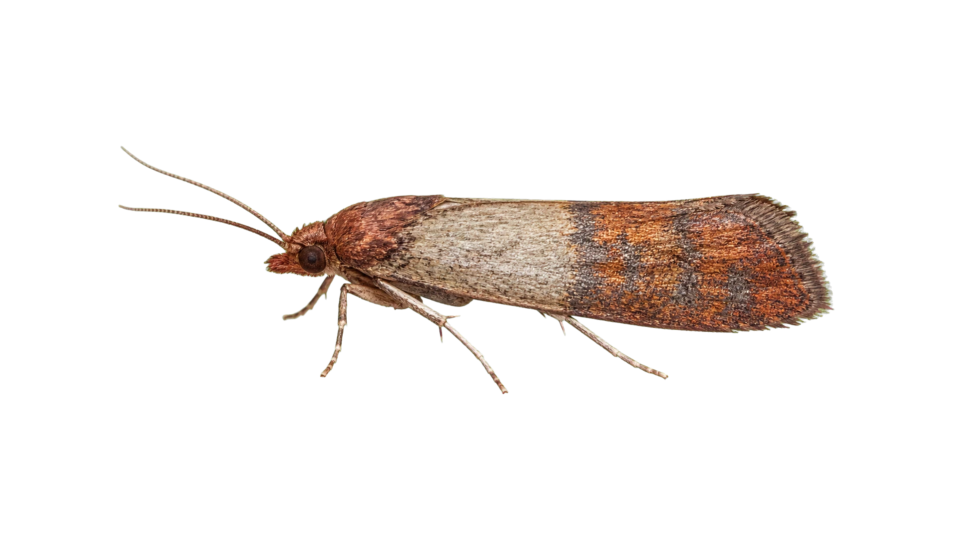 Indian Meal Moths , common residential pest