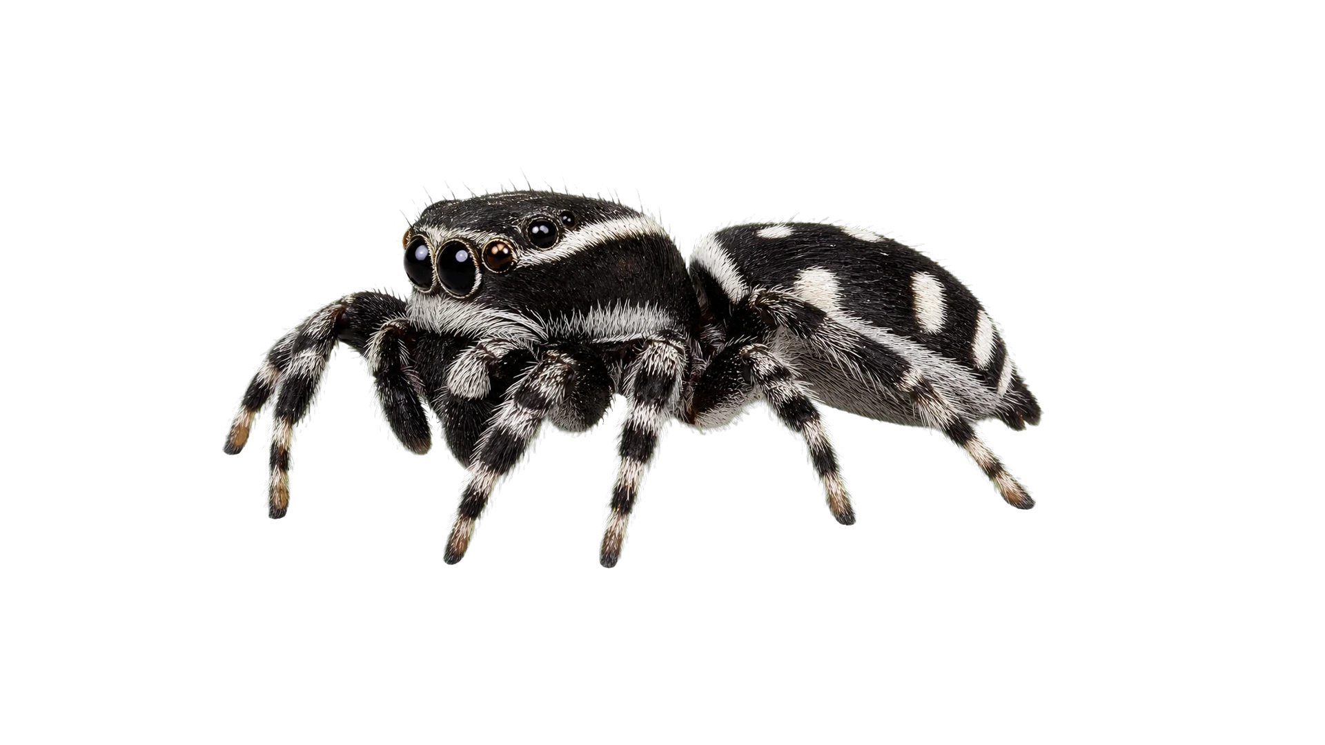 Jumping Spiders , common residential pest