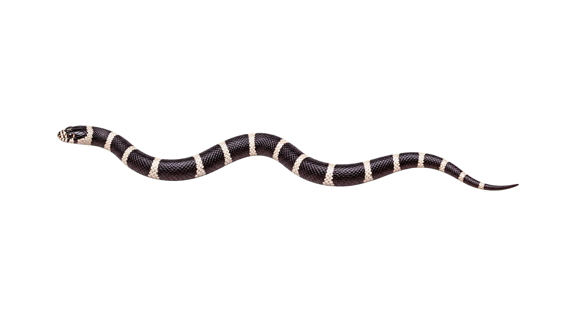 King Snakes , common residential pest