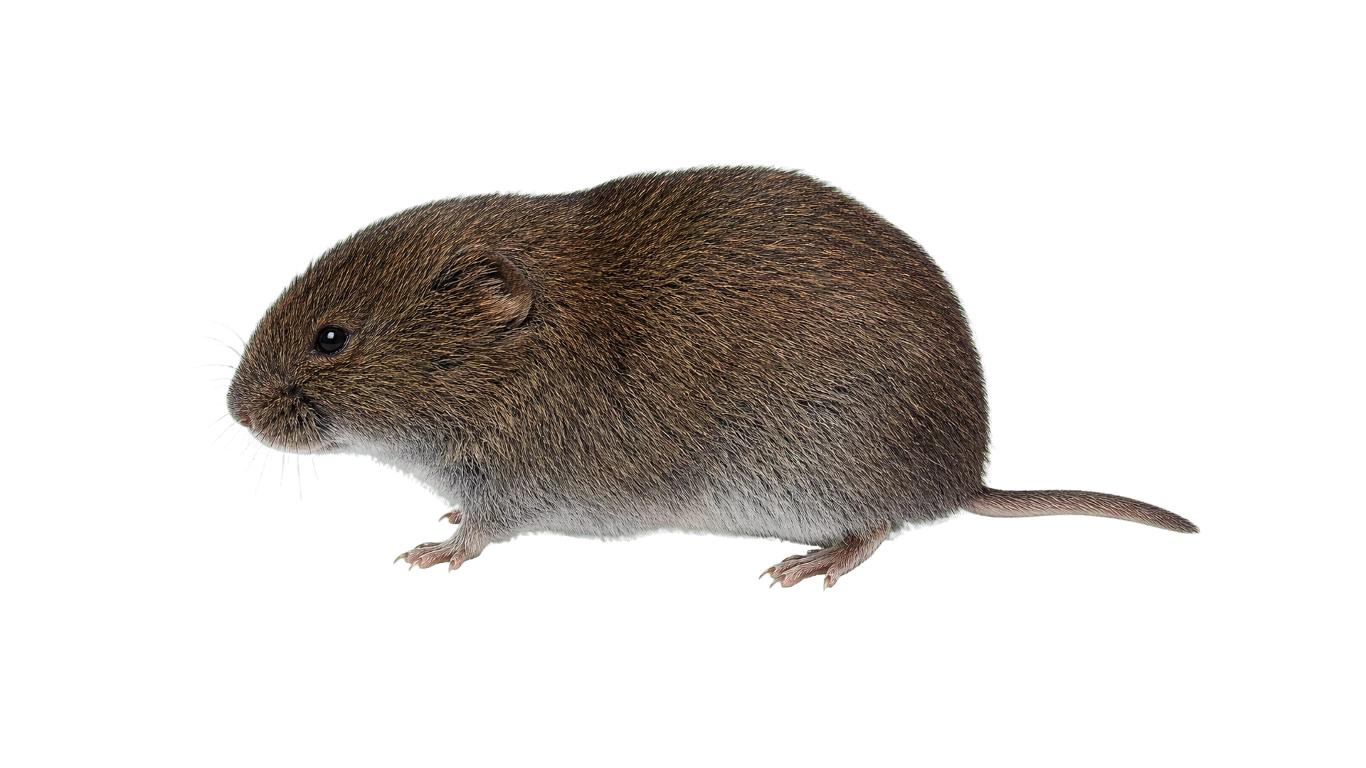 Meadow Voles , common residential pest