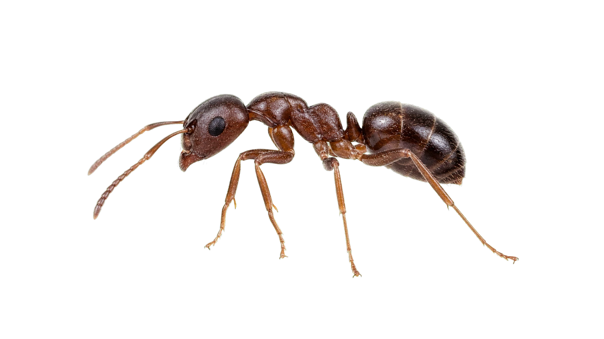 Odorous House Ants , common residential pest