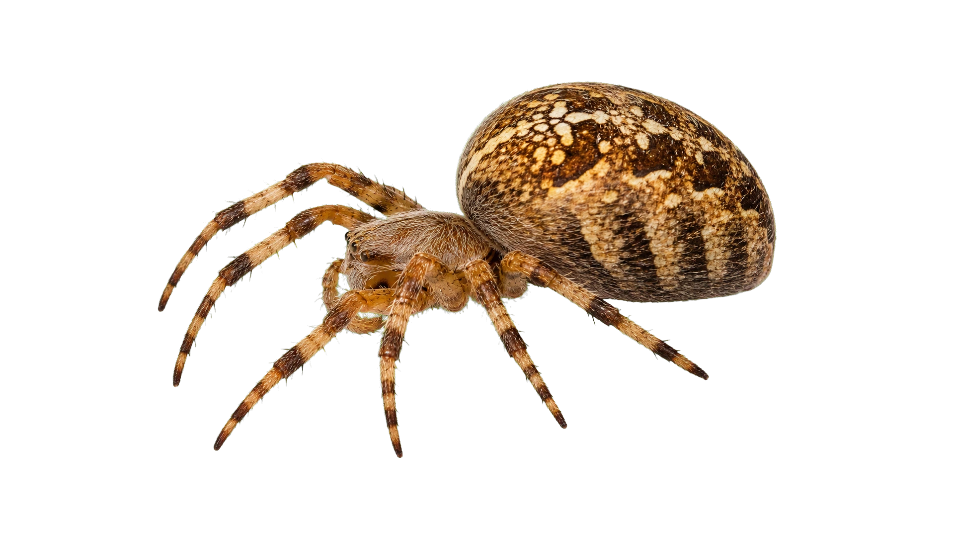 Orb Weaver Spiders , common residential pest