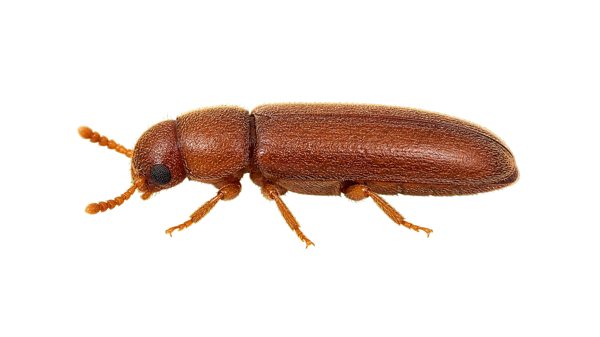 Pantry Beetles , common residential pest