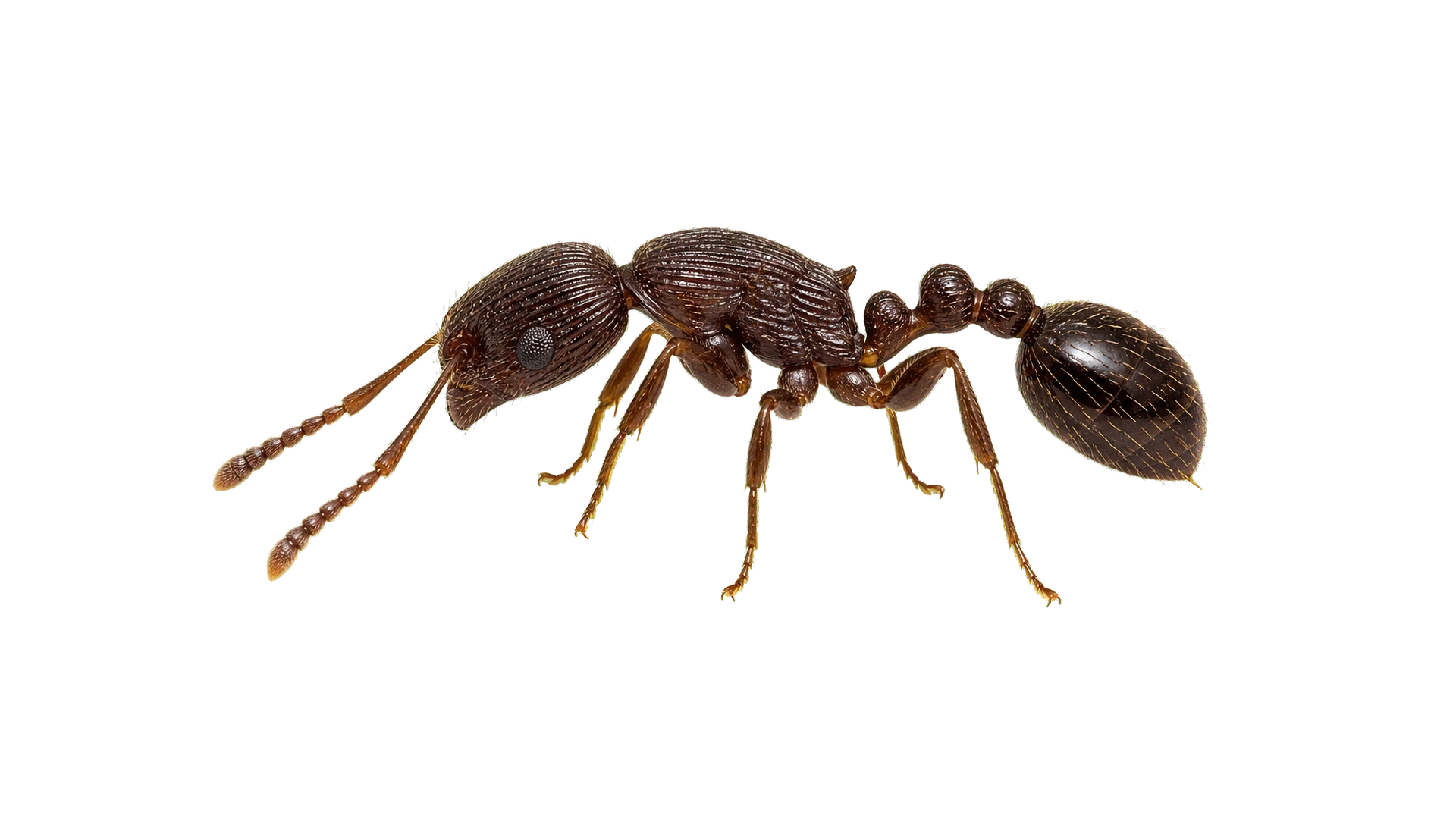Pavement Ants , common residential pest