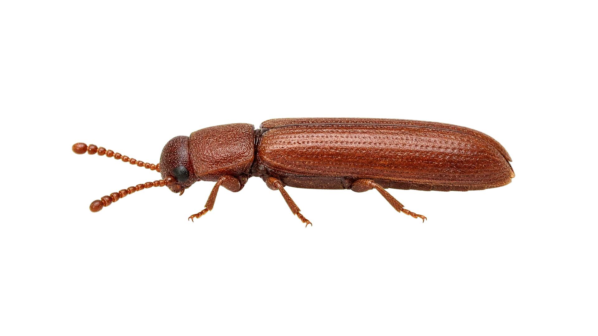 Powderpost Beetles , common residential pest