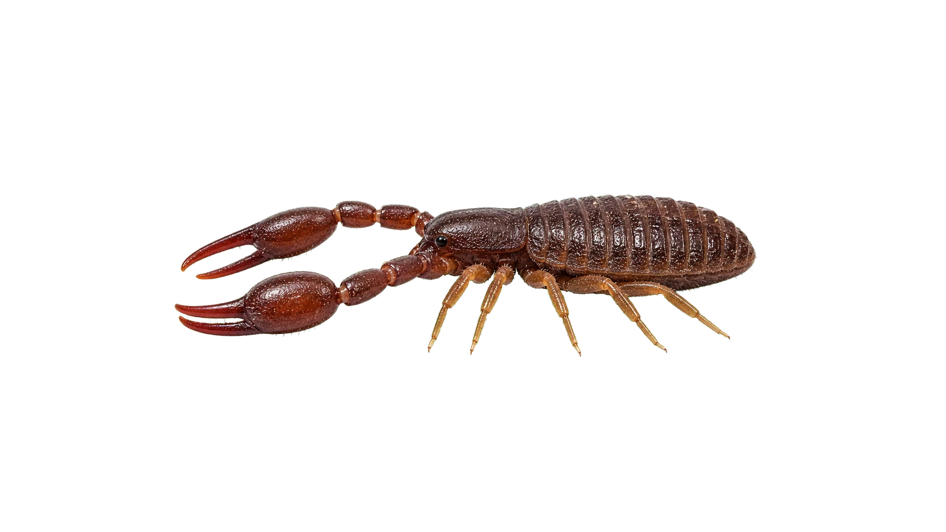 Pseudoscorpions , common residential pest