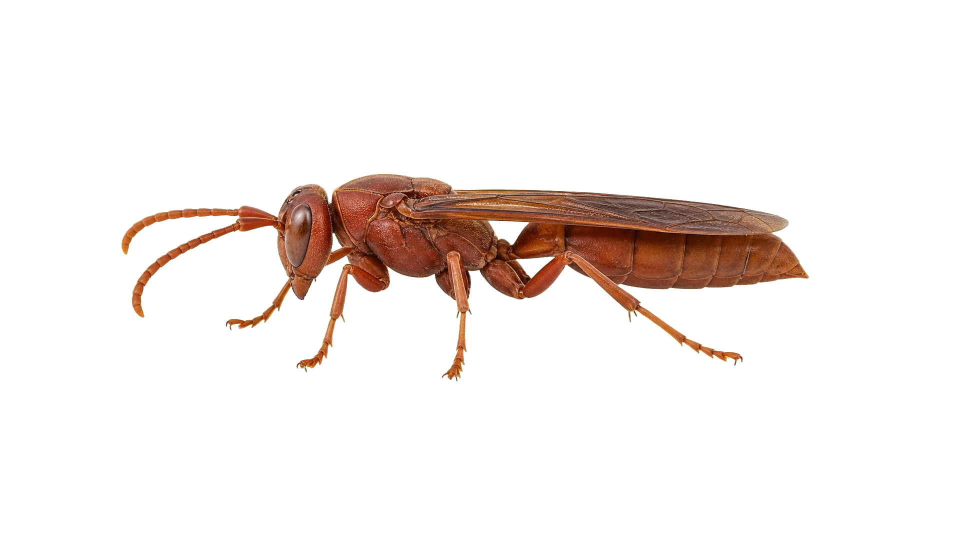Red Wasps , common residential pest