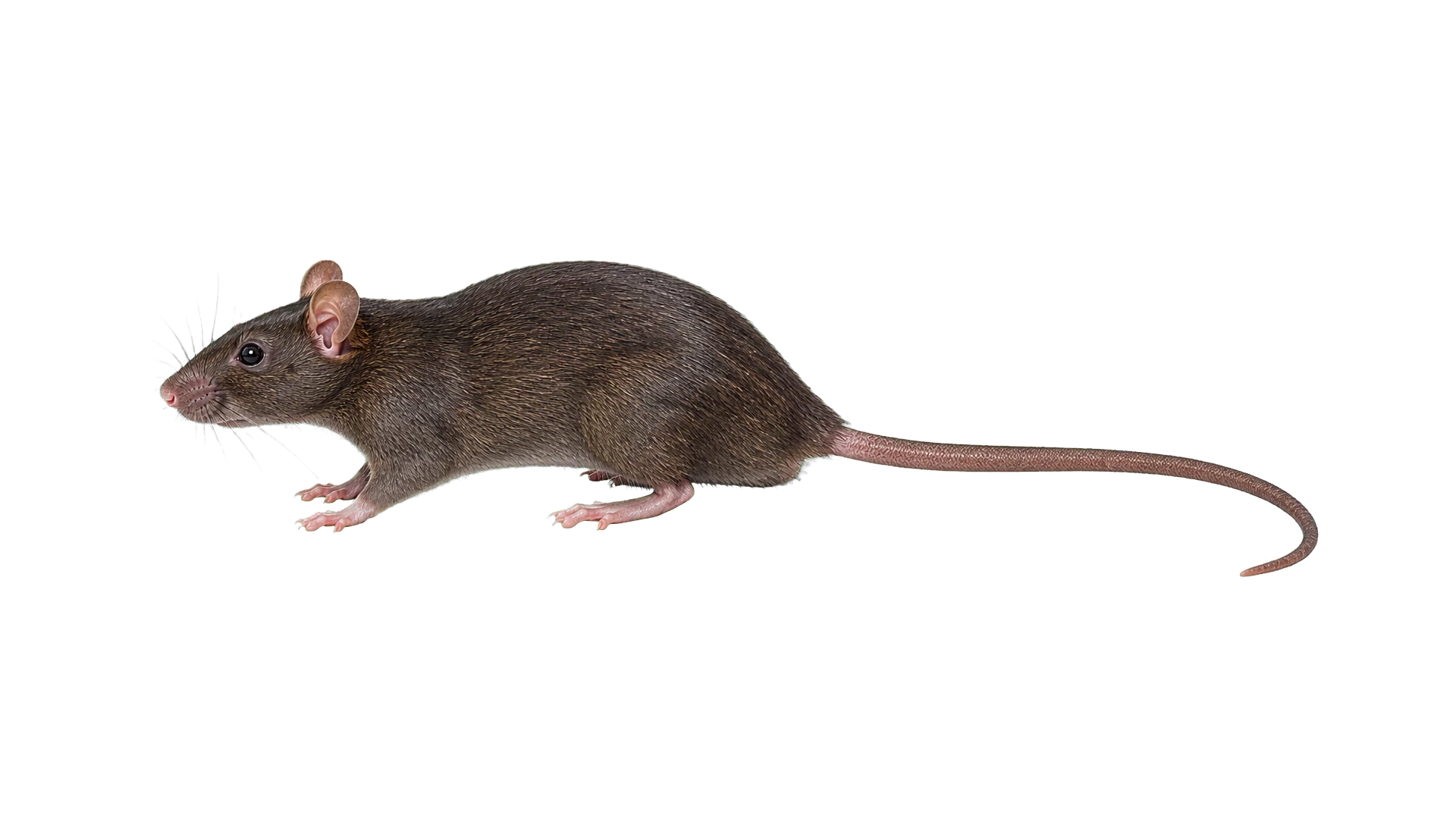 Roof Rats , common residential pest