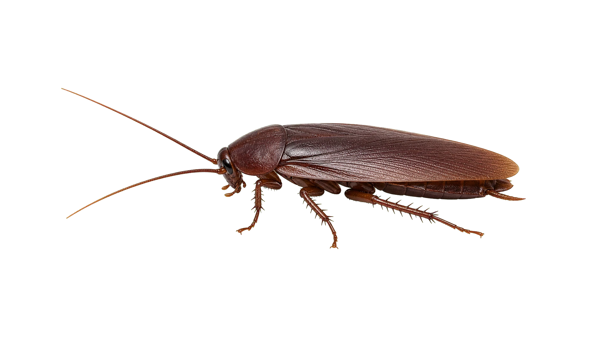 Smoky Brown Cockroaches , common residential pest