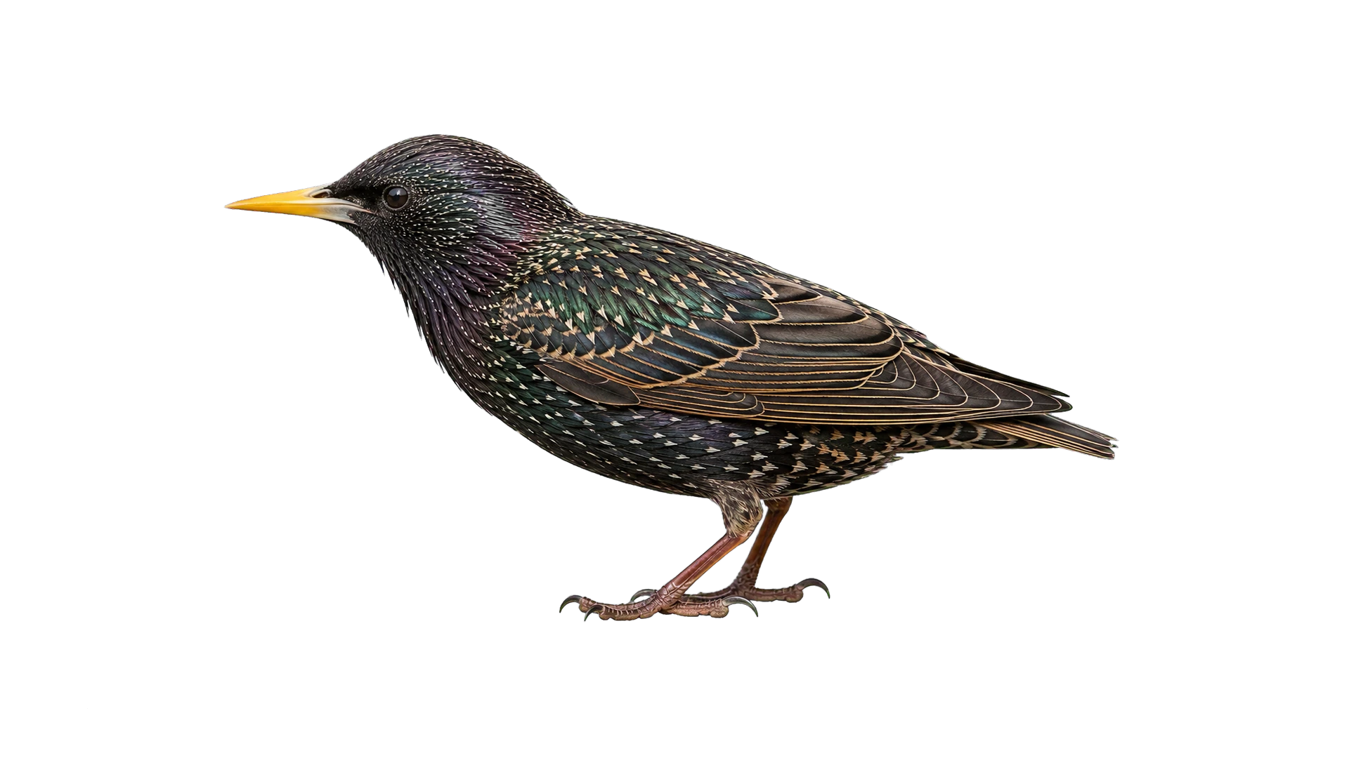 Starlings , common residential pest
