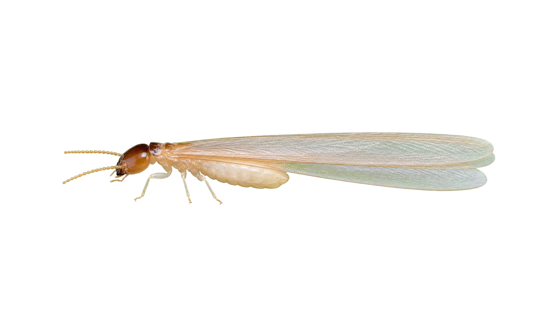 Subterranean Termites , common residential pest
