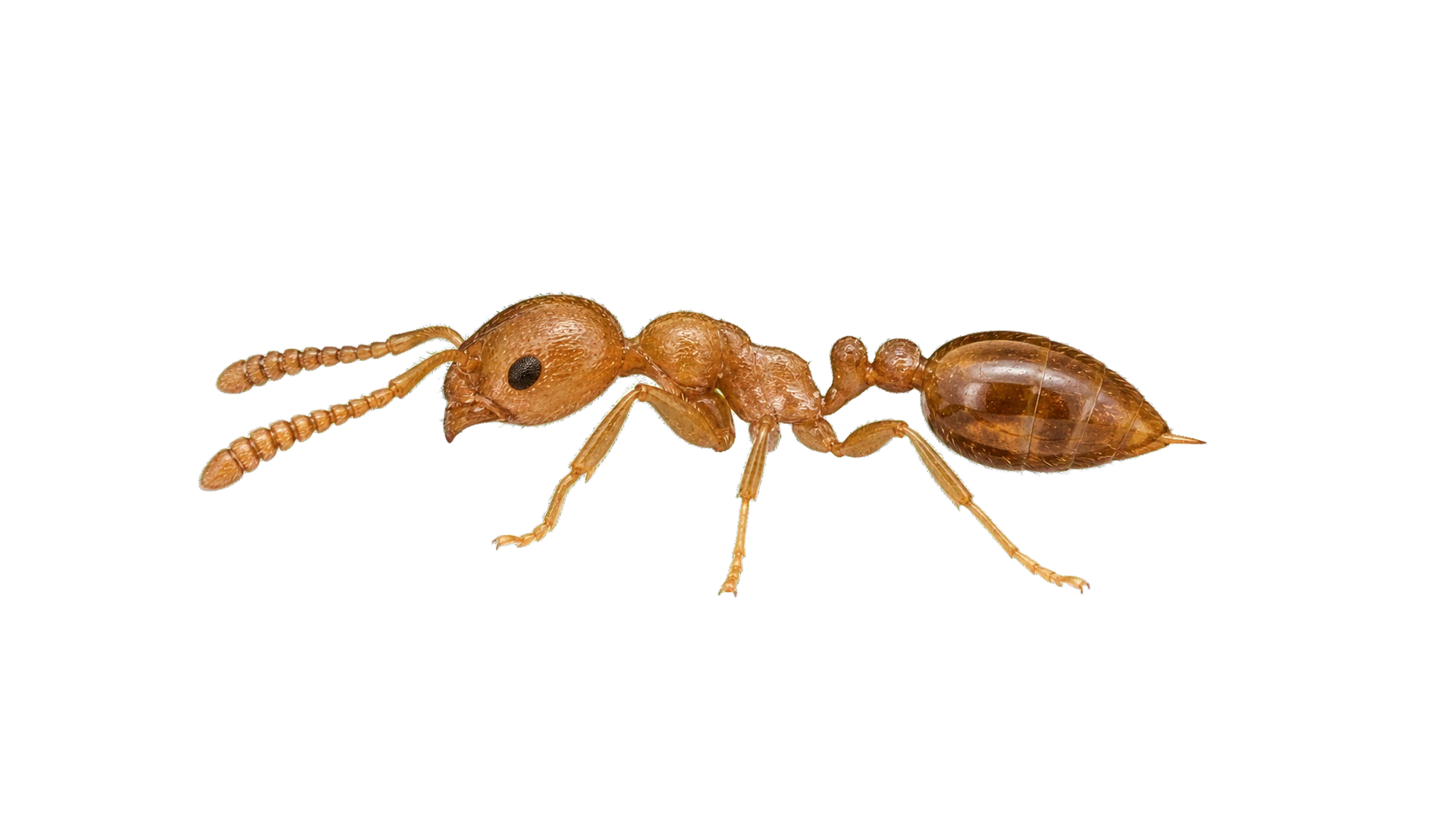 Thief Ants , common residential pest