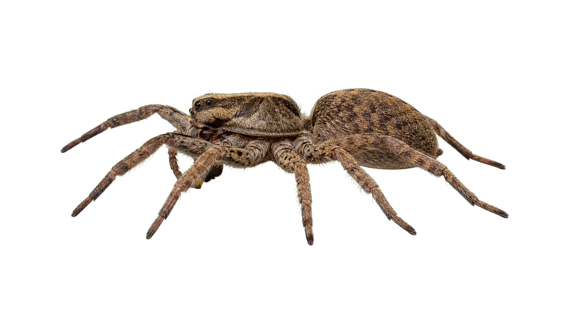 Wolf Spiders , common residential pest