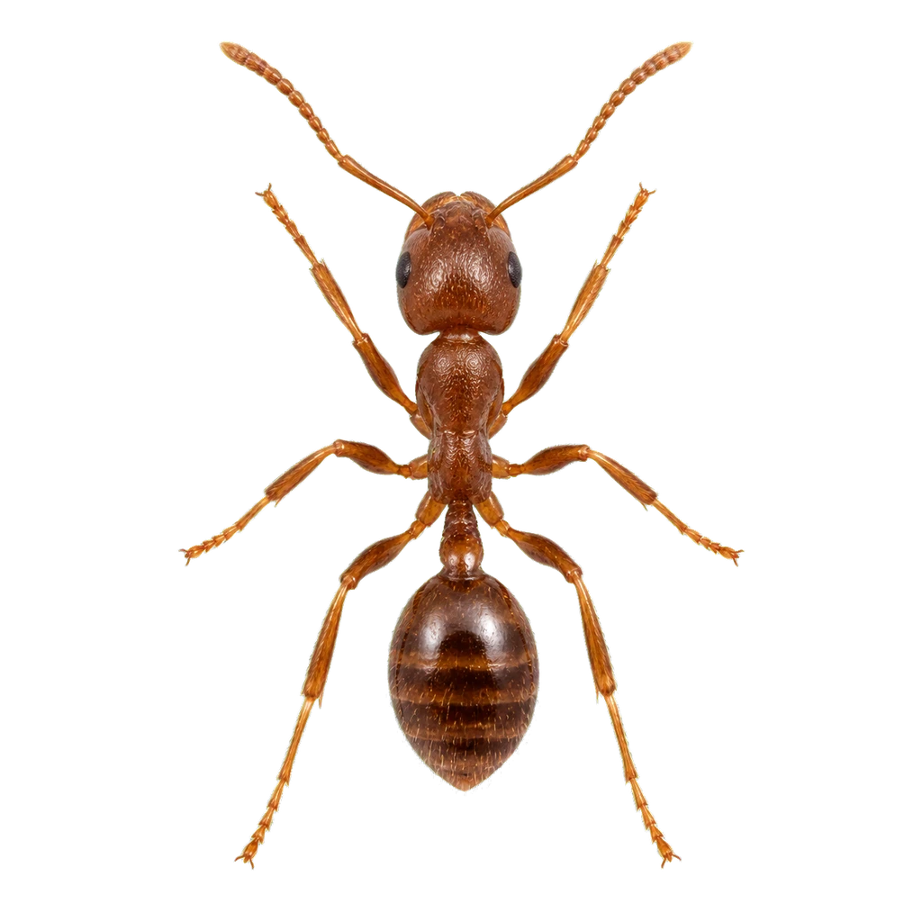Argentine Ants