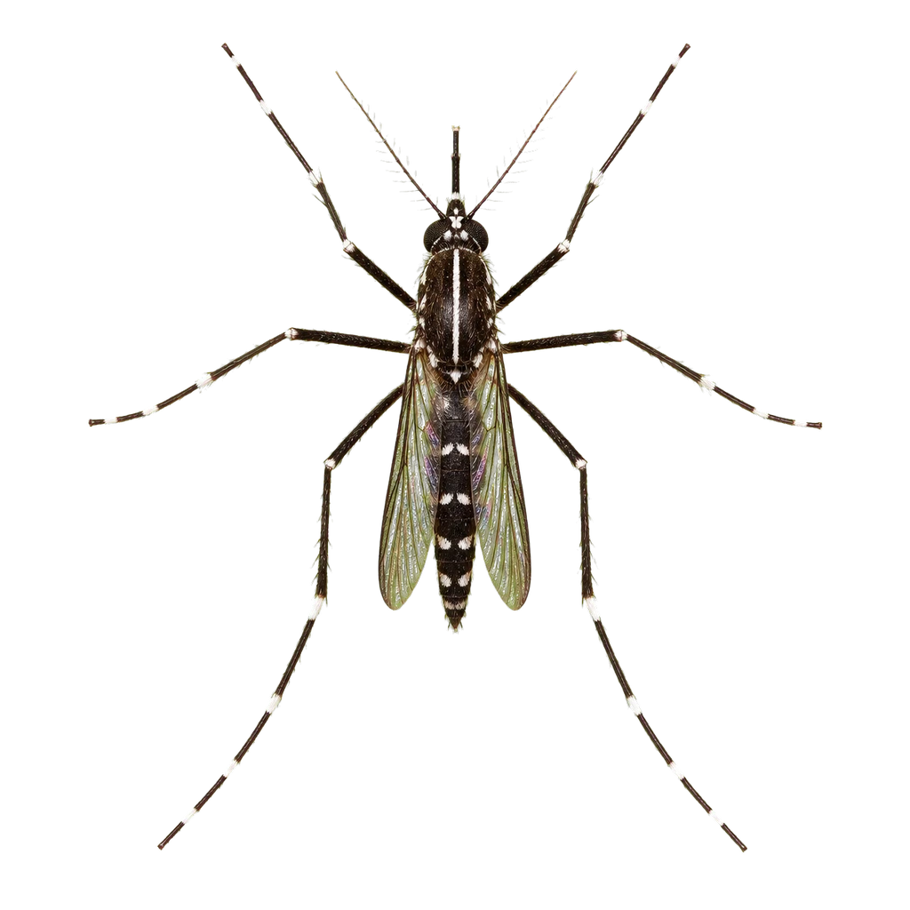 Asian Tiger Mosquitoes