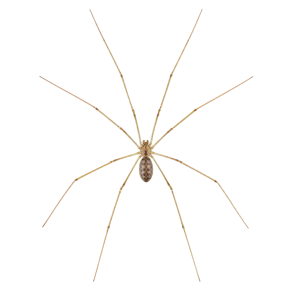 Cellar Spiders