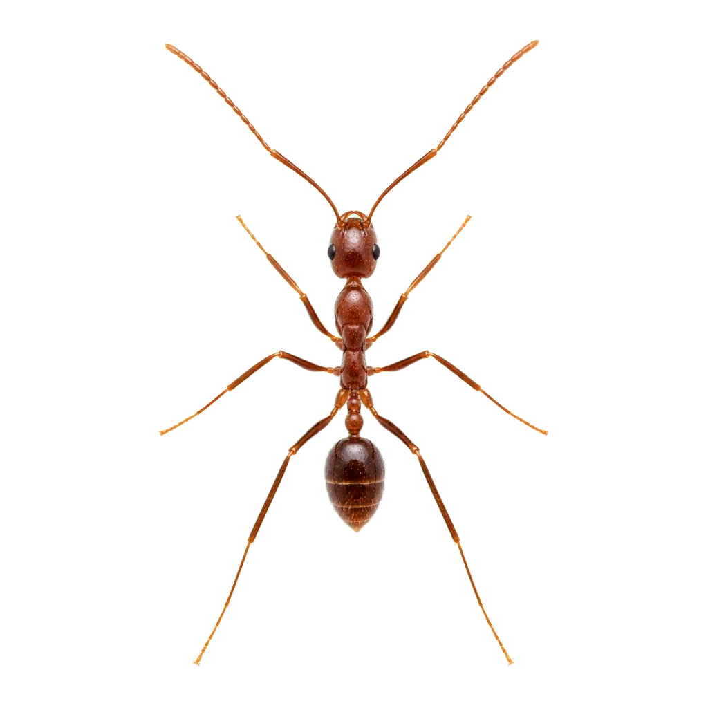 Crazy Ants