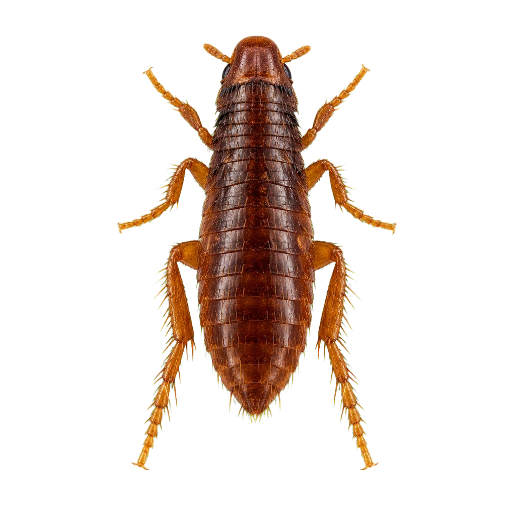 Dog Fleas