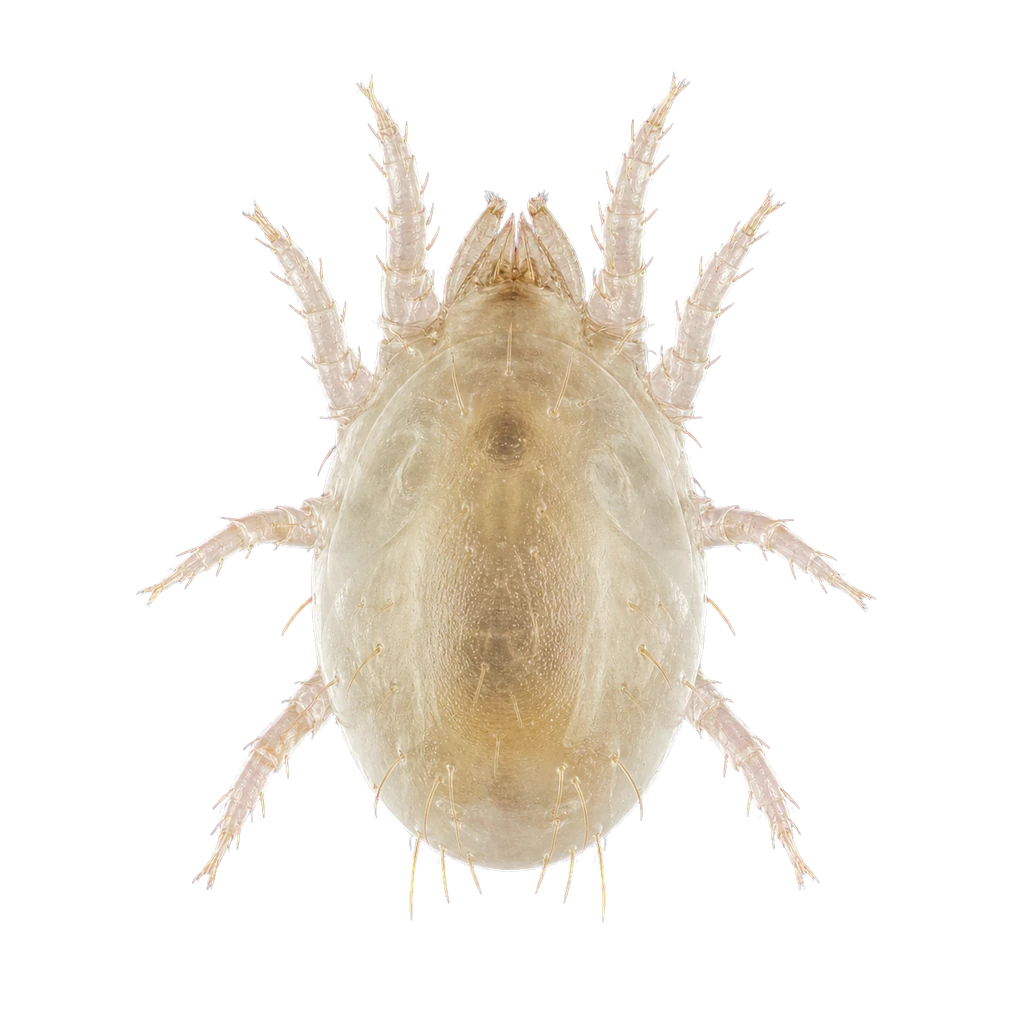 Dust Mites