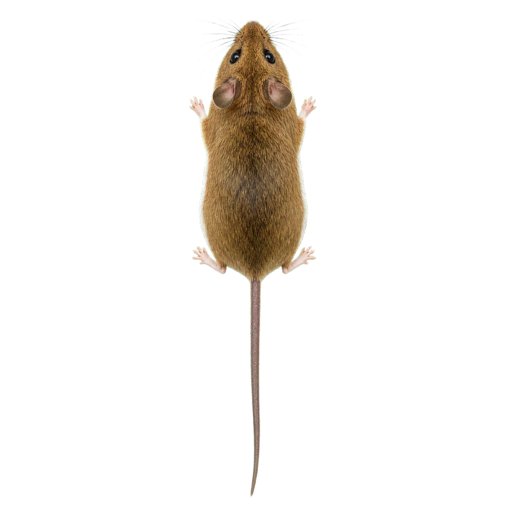 Field Mice