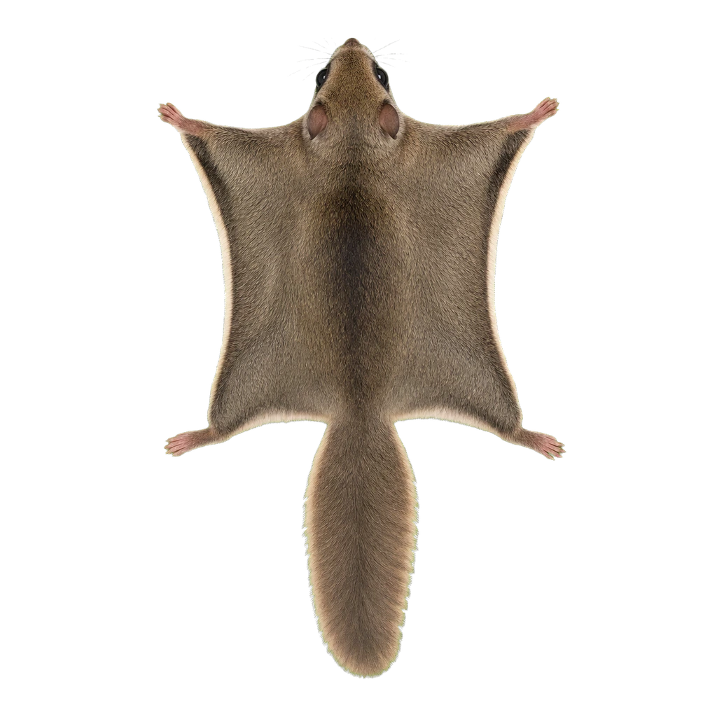 Flying Squirrels