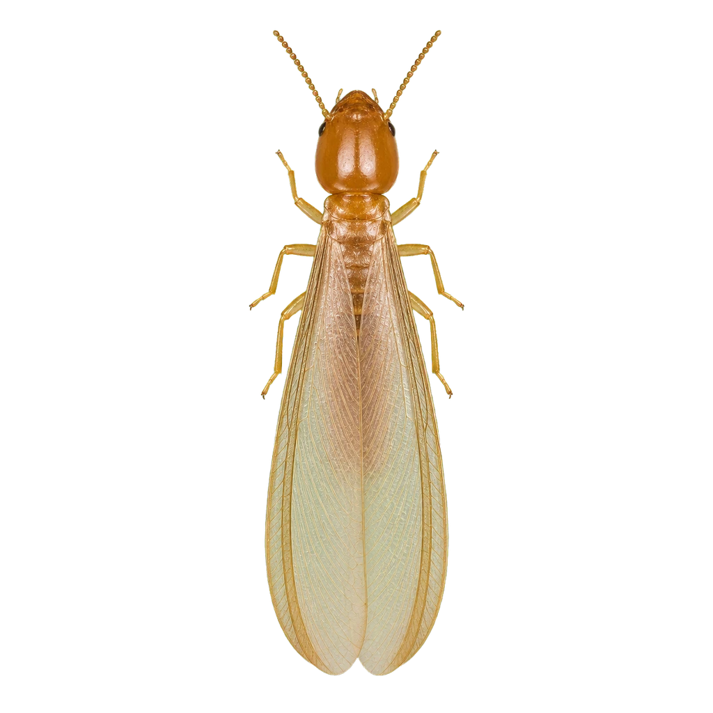Formosan Termites