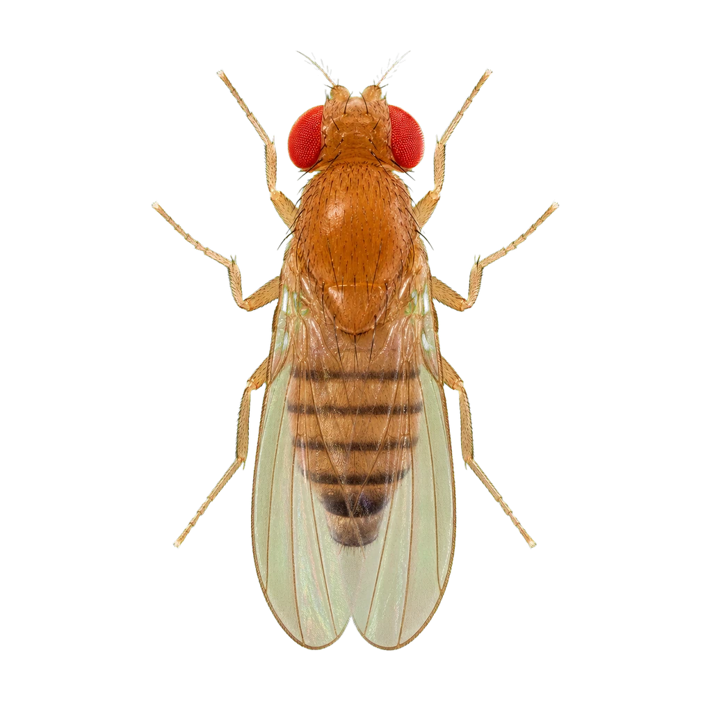 Fruit Flies