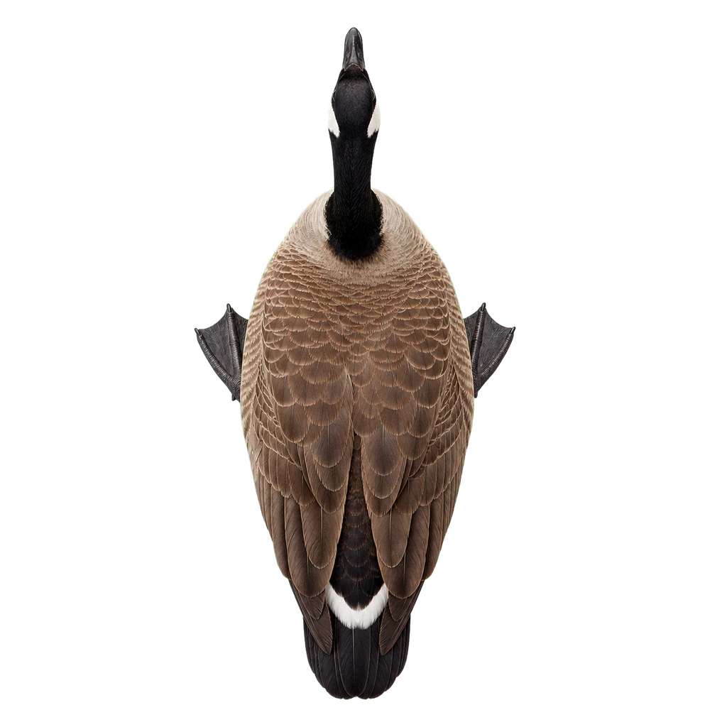 Geese